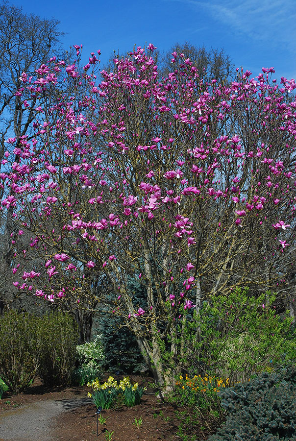 Magnolia 'Galaxy'